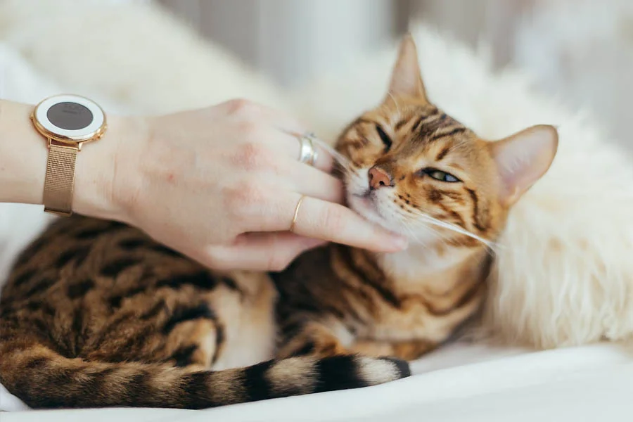 Deshedding Gloves for Pets