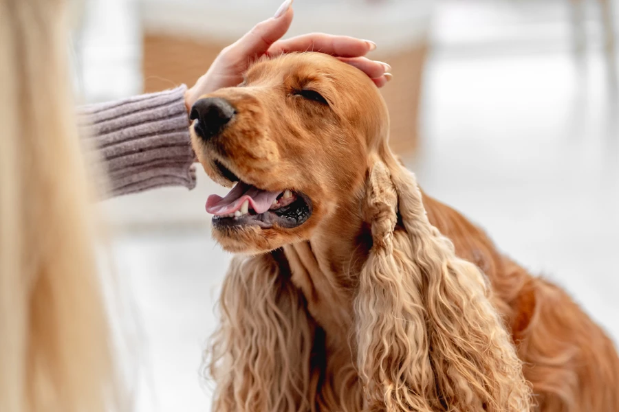 Deshedding Gloves for Pets