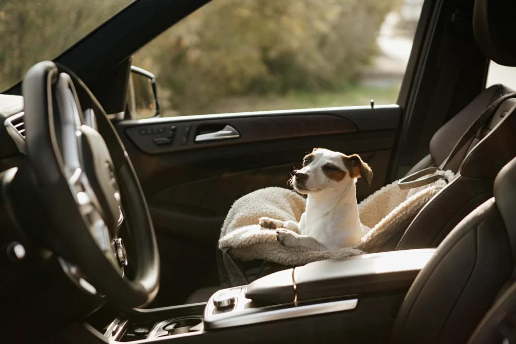 Portable Pet Carrier for Car Trips