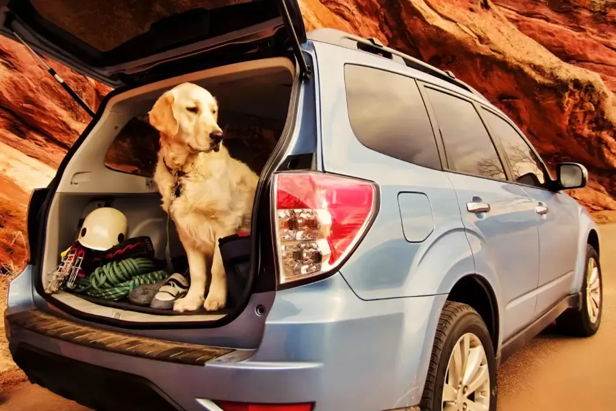 Car Seat Protector for Dogs